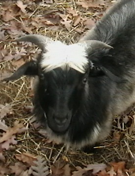 Cashmere Goat Popeye, He is for Sale!